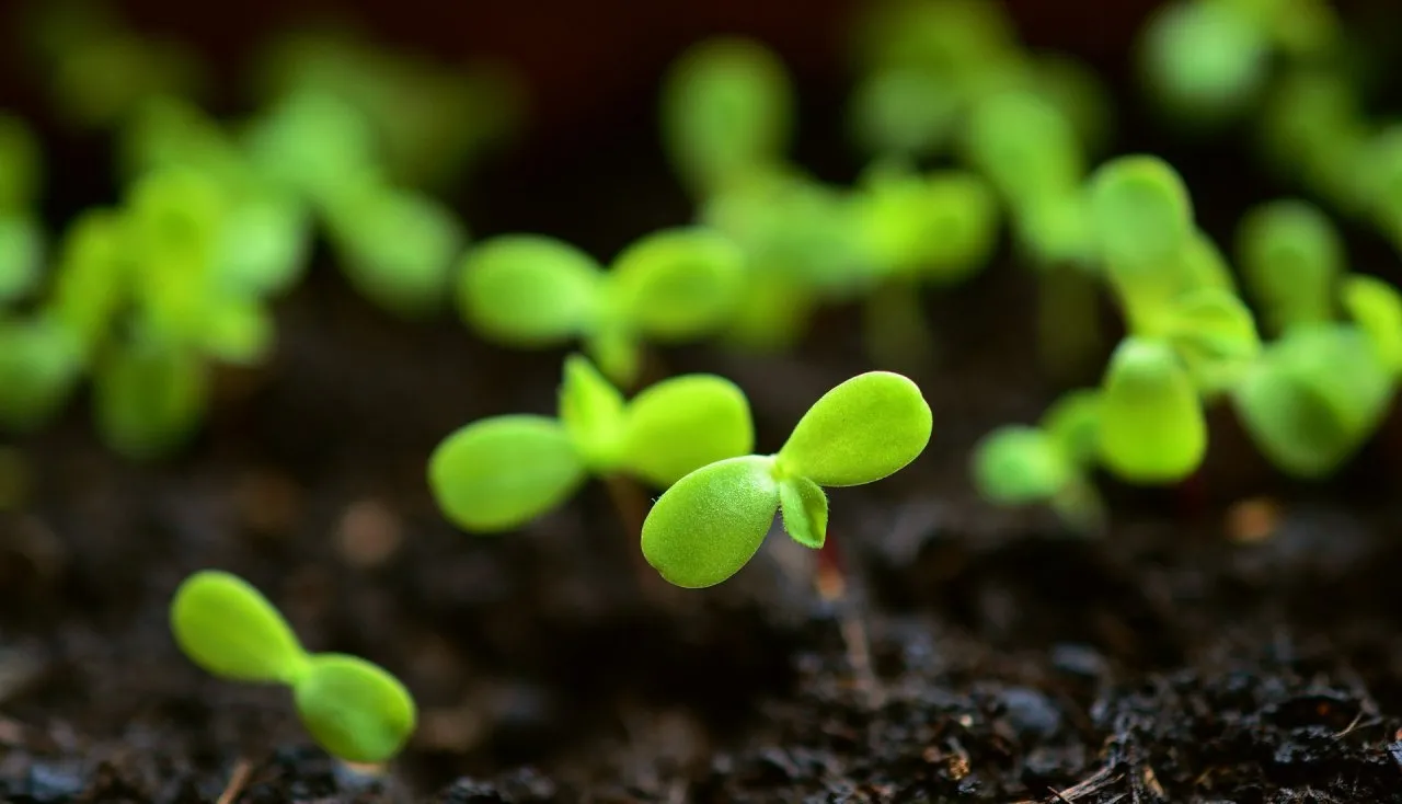 Tiny seed leaves of seedlings