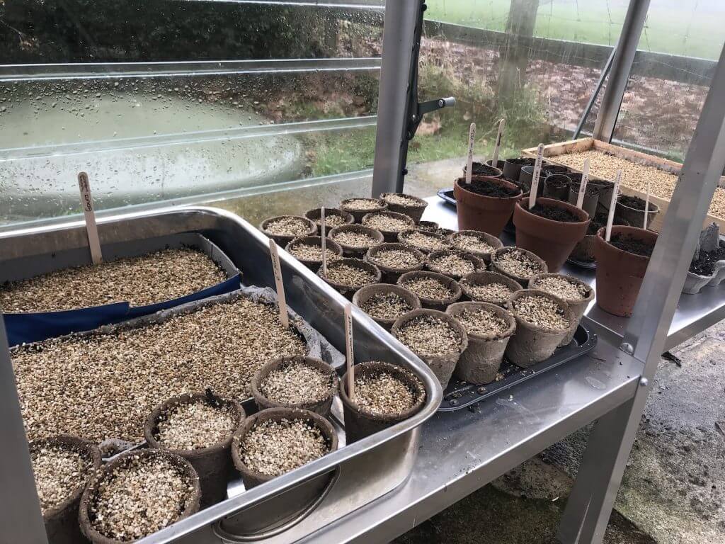 A row of plastic free garden seedlings