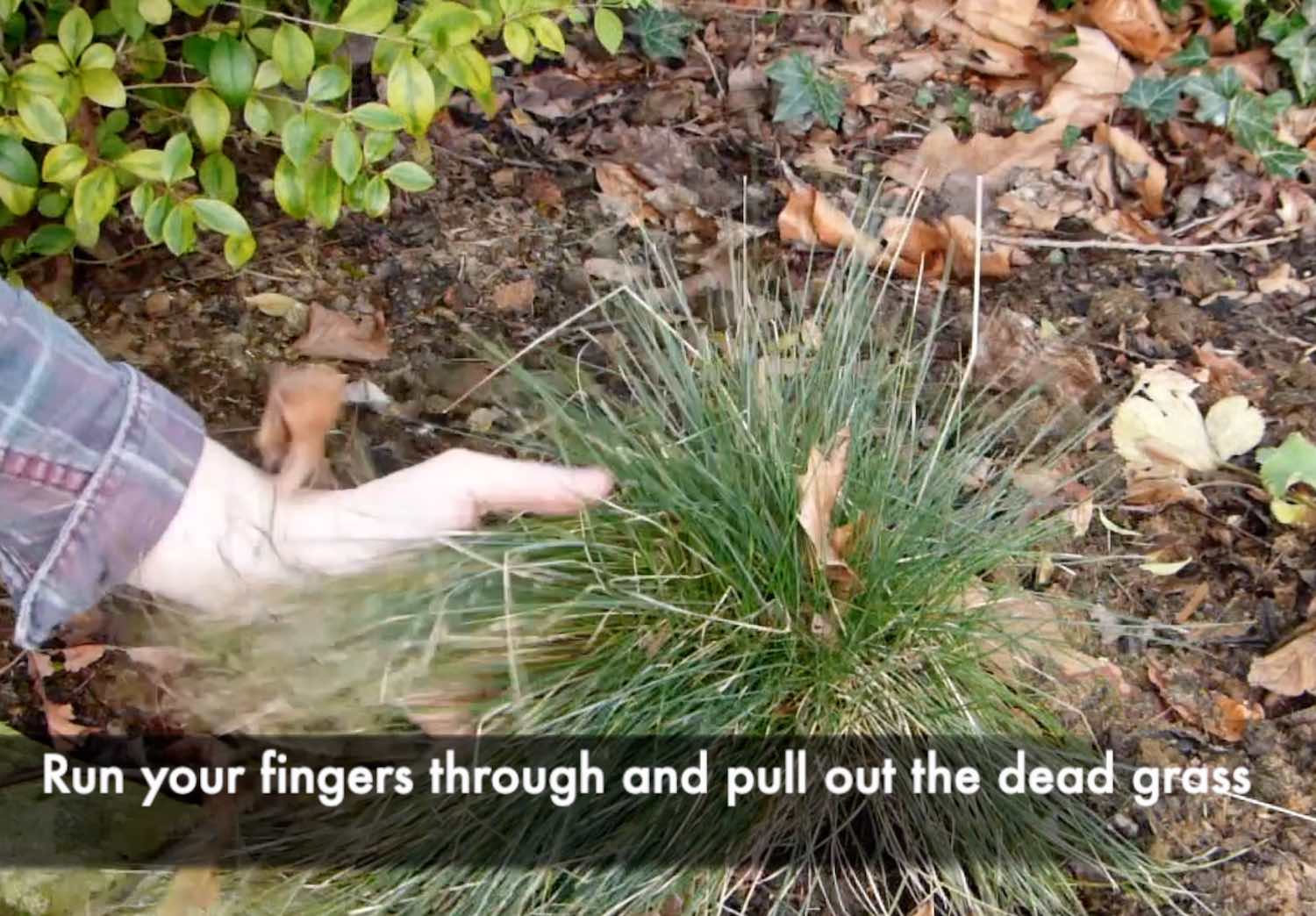 How to prune Ornamental grasses the easy way Garden Ninja Ltd Garden Design