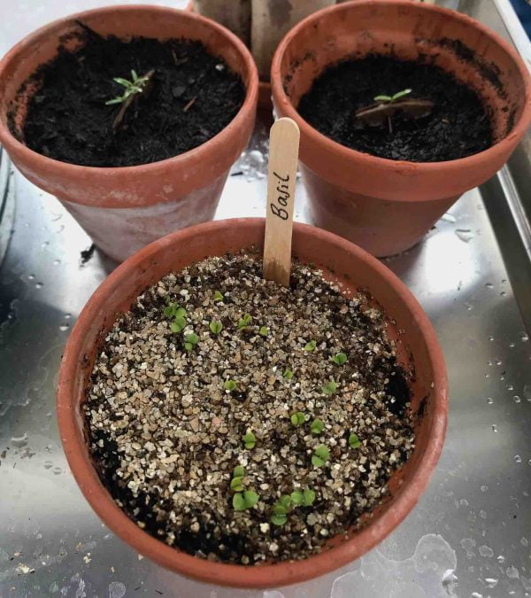 How to pot on & prick out seedlings - Garden Ninja: Lee Burkhill Garden ...