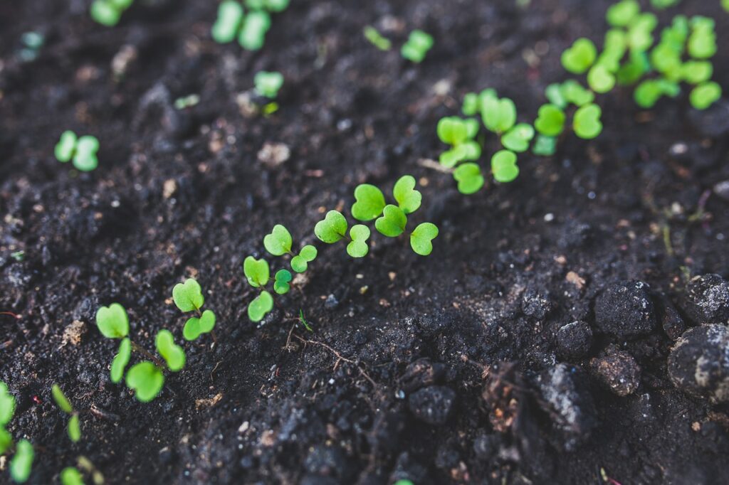 How to germinate seeds