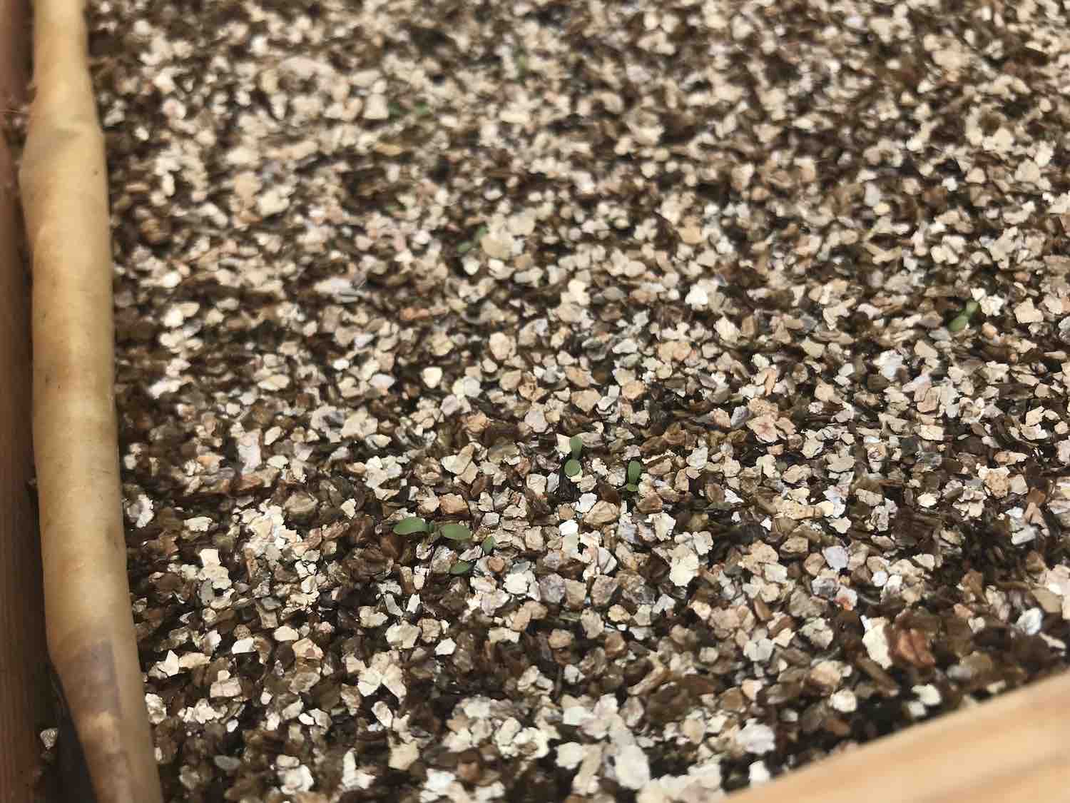 Helenium seedlings germinating in a tray at Garden Ninja HQ