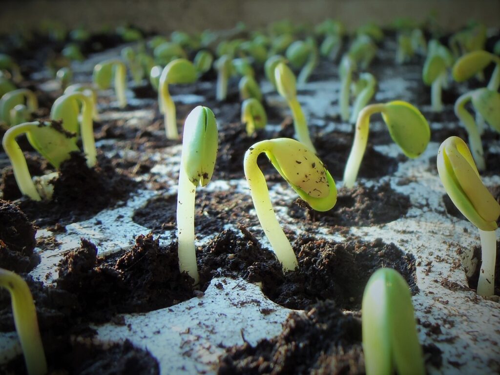 What is seed germination