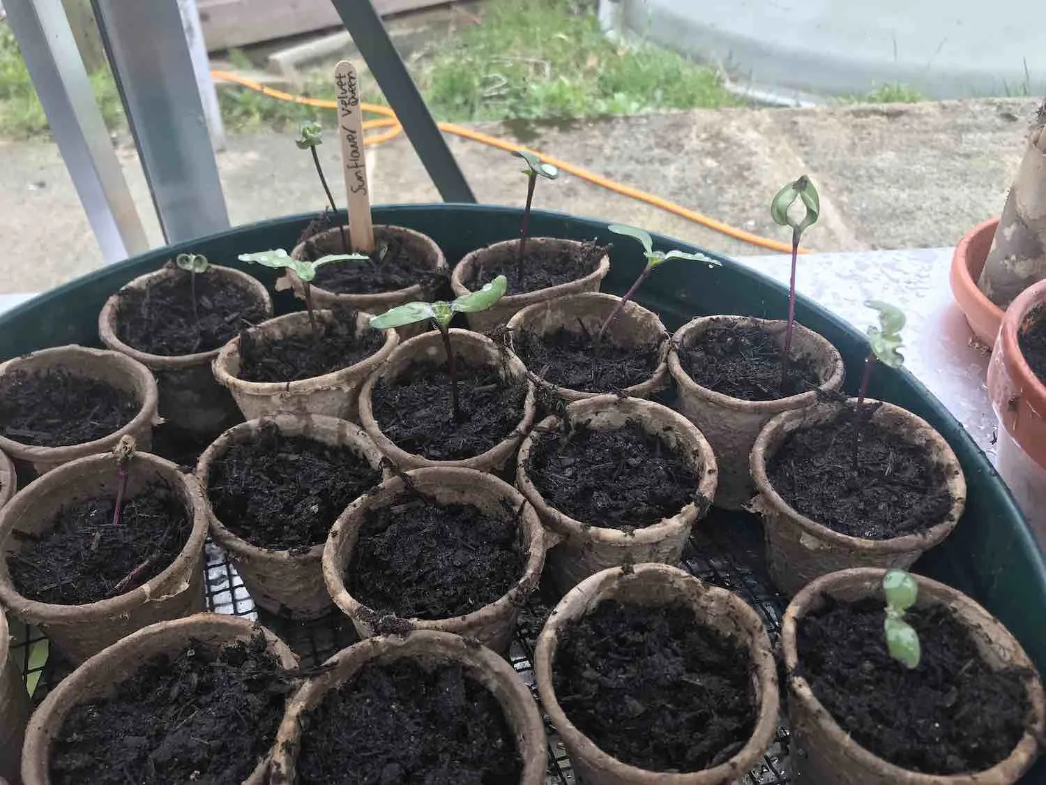 Sunflower seed germination