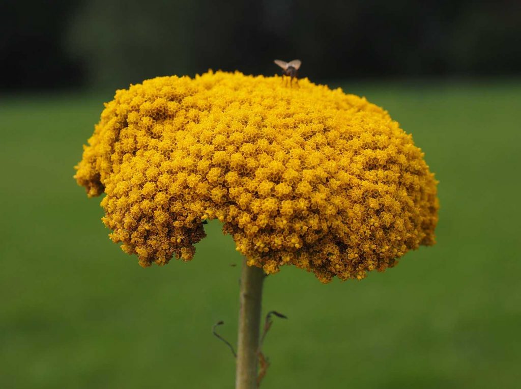 A yarrow flower in a garden ninja design