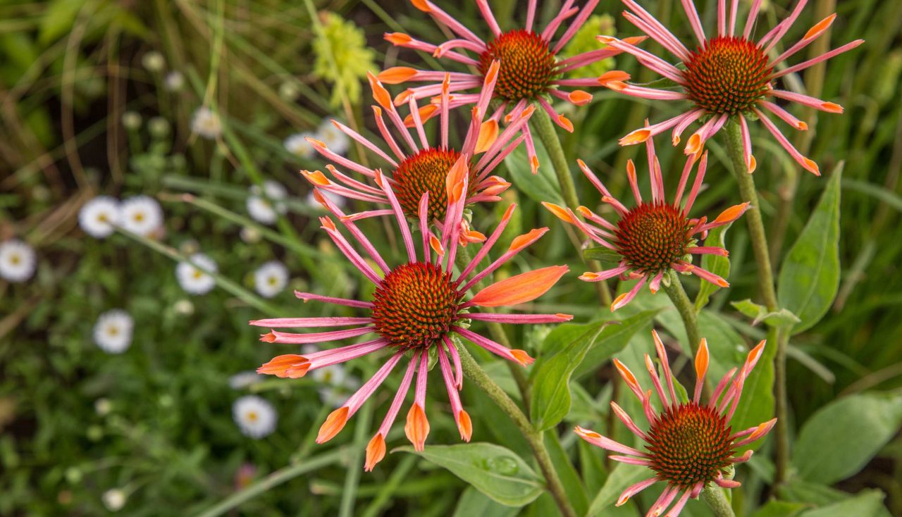 A orange Echinacea plant