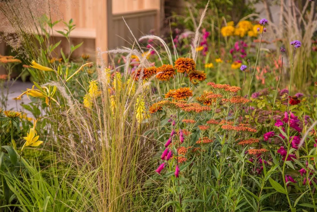 Prairie planting of hot border colours