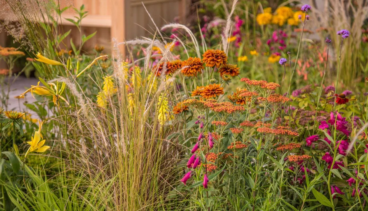 Prairie planting of hot border colours