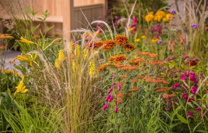 Prairie planting of hot border colours