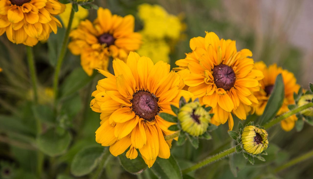 A yellow Helenium flower on a show garden