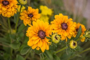 Hot Border Planting Ideas in the Exploding Atom Garden - Garden Ninja ...