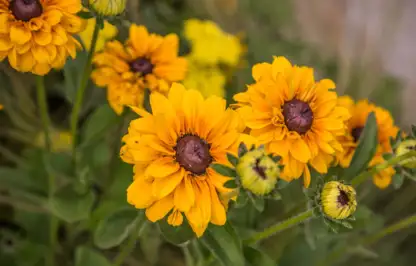 A yellow Helenium flower on a show garden