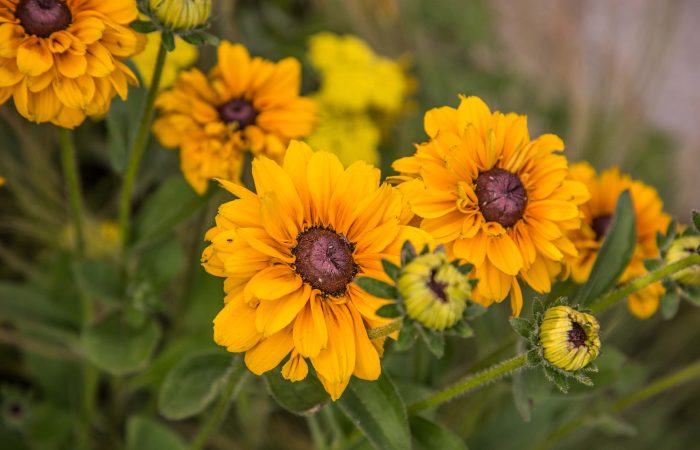 A yellow Helenium flower on a show garden