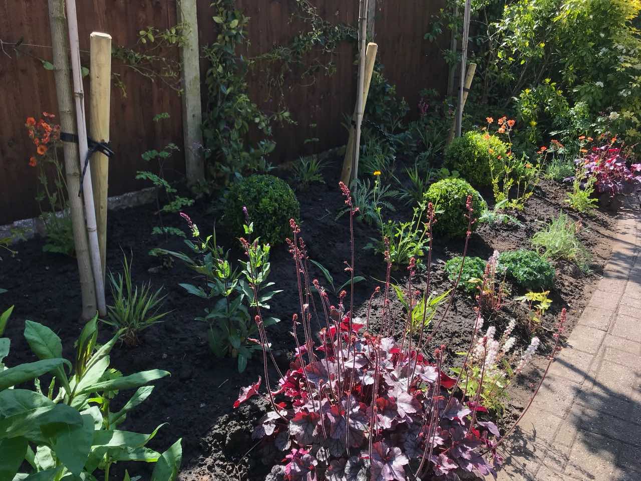Heucheras planted in a mixed border with other herbaceous perennials
