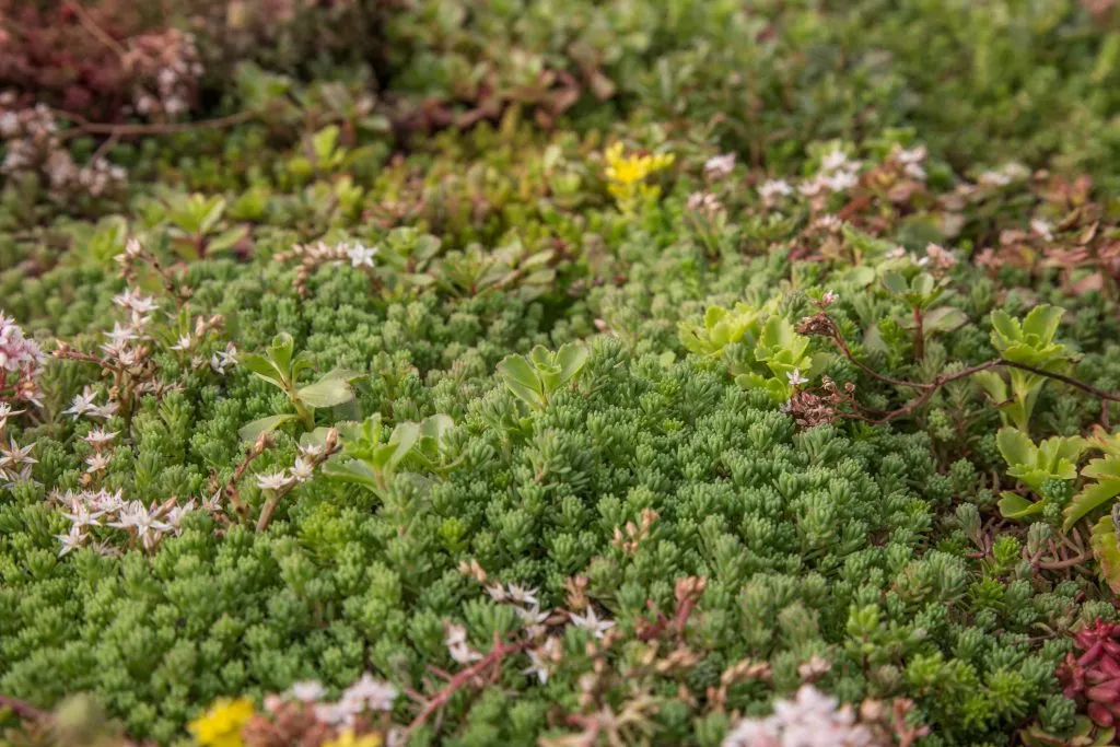 A sedum green roof