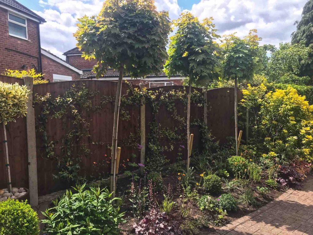 Three trees lined up in a garden