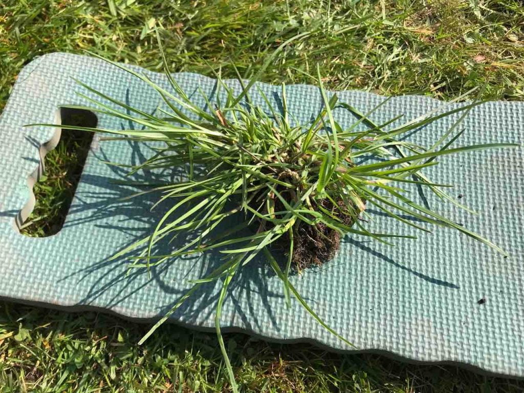 Couch grass Garden Ninja Ltd Garden Design