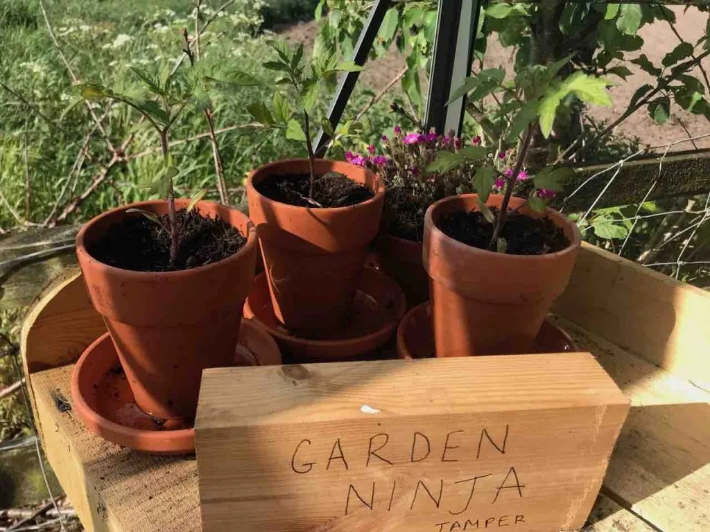 A wooden tamper in a greenhouse