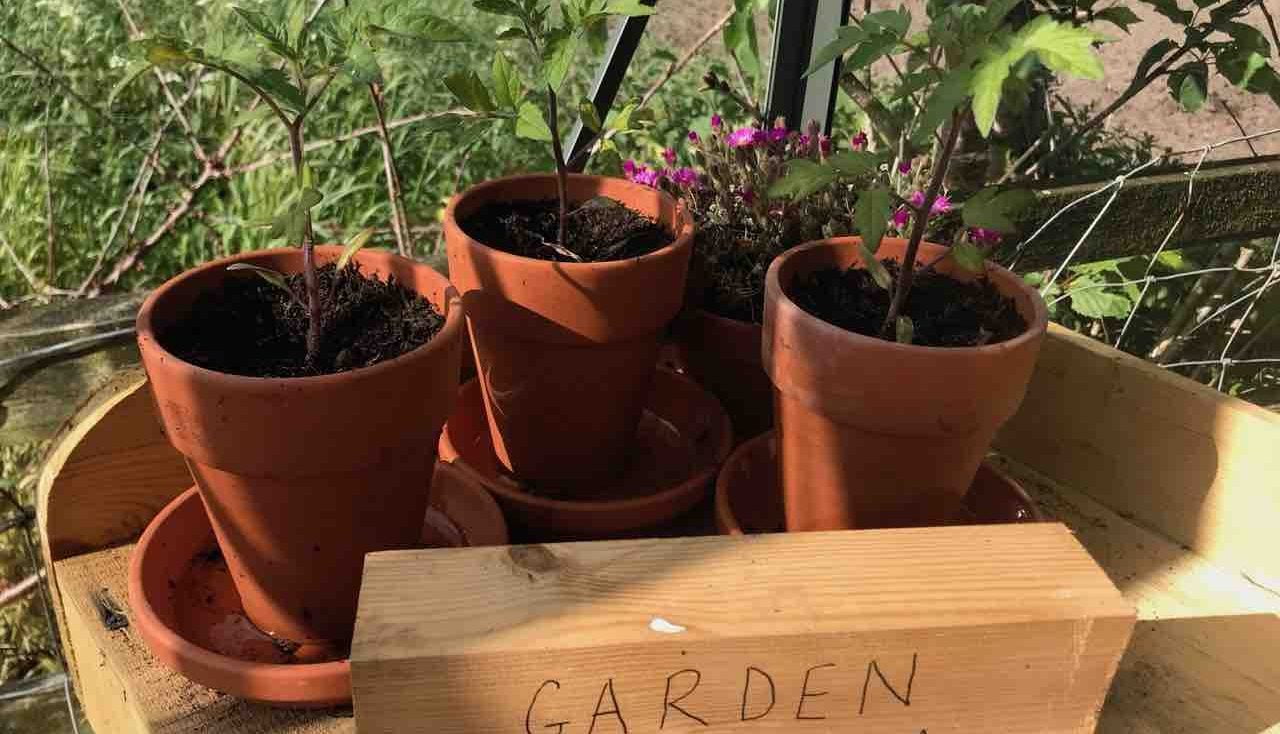 A wooden tamper in a greenhouse