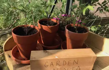 A wooden tamper in a greenhouse