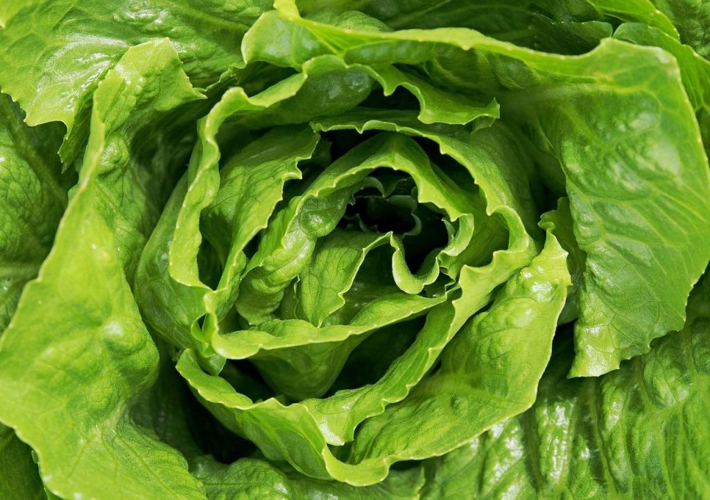 The heart of a lettuce