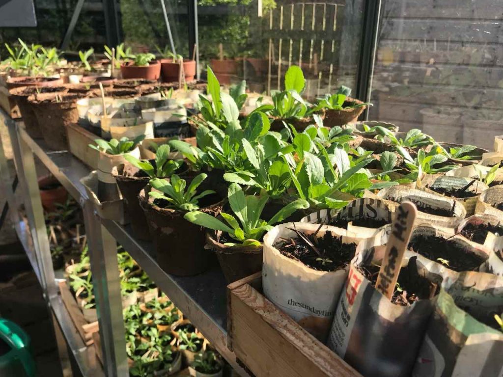 Plastic free seedlings in a wooden seed tray