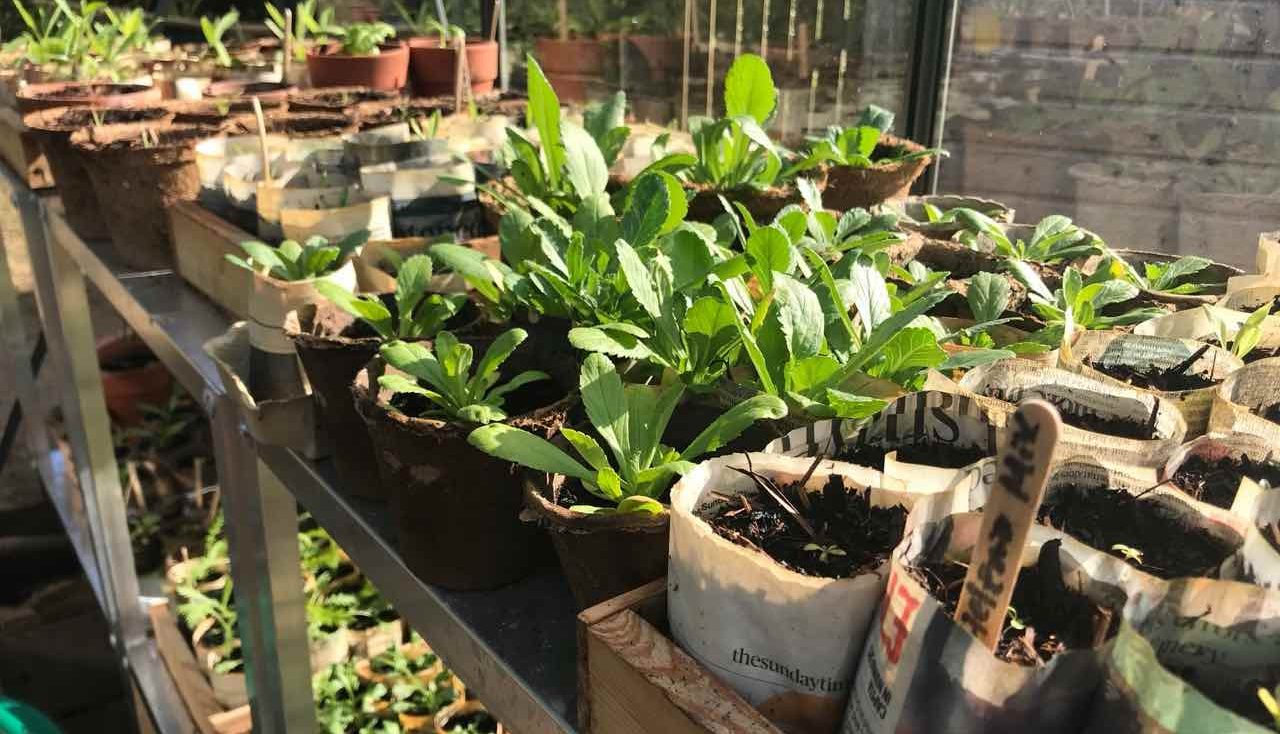 Plastic free seedlings in a wooden seed tray