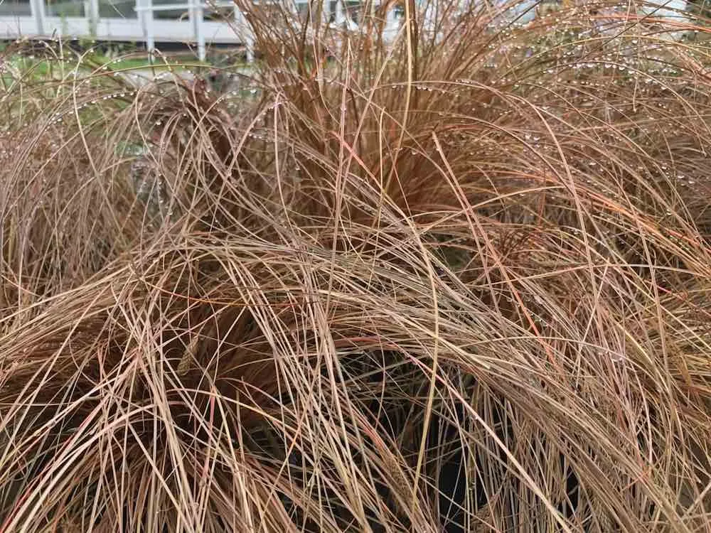 A brown carex sedge grass