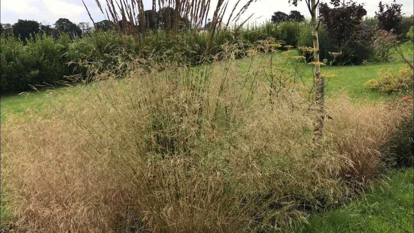Deschampsia cespitosa Tufted hair grass in a garden border