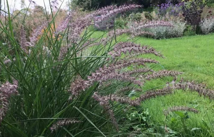 The grass Penissetum in Garden Ninjas Exploding Atom Garden