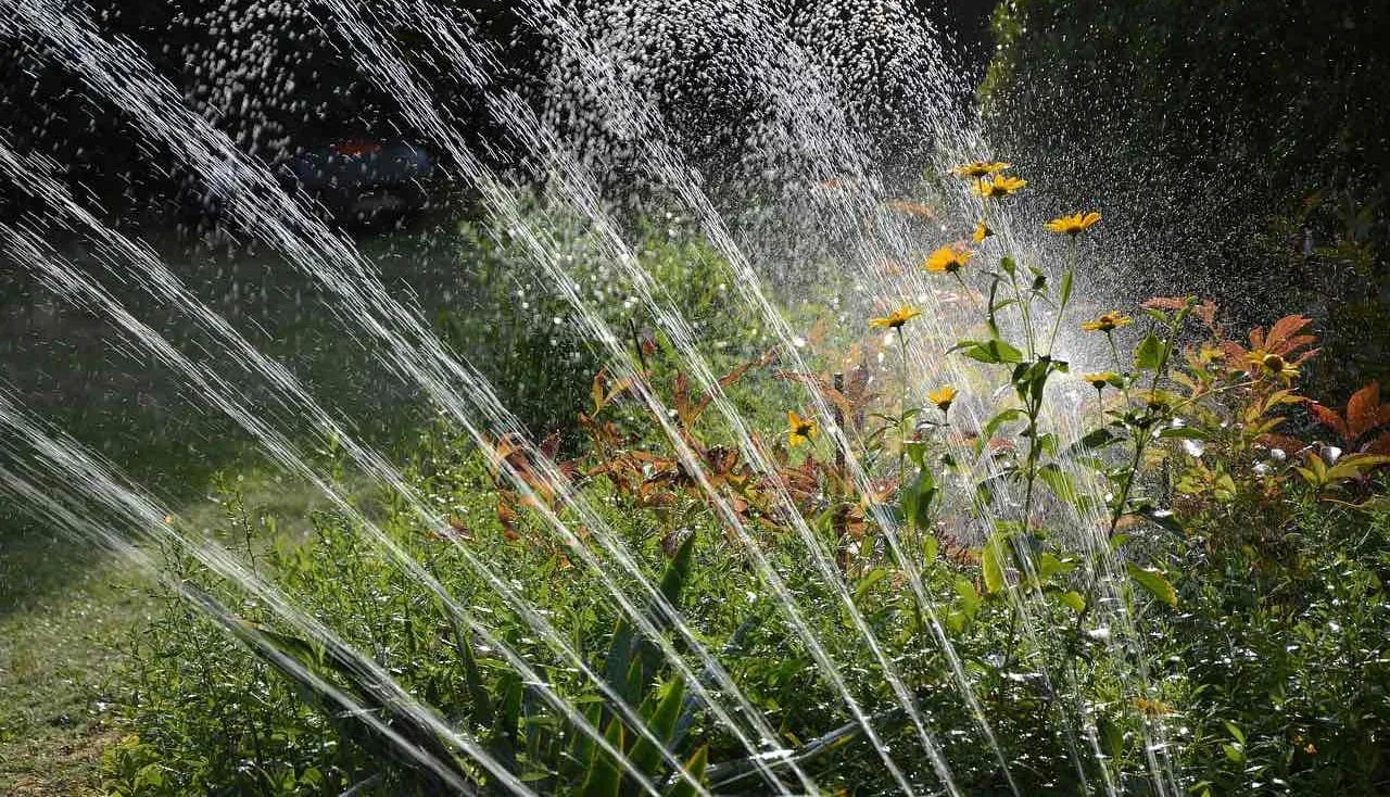 a garden sprinkler watering plants
