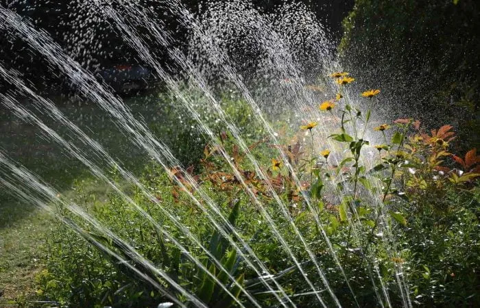 a garden sprinkler watering plants