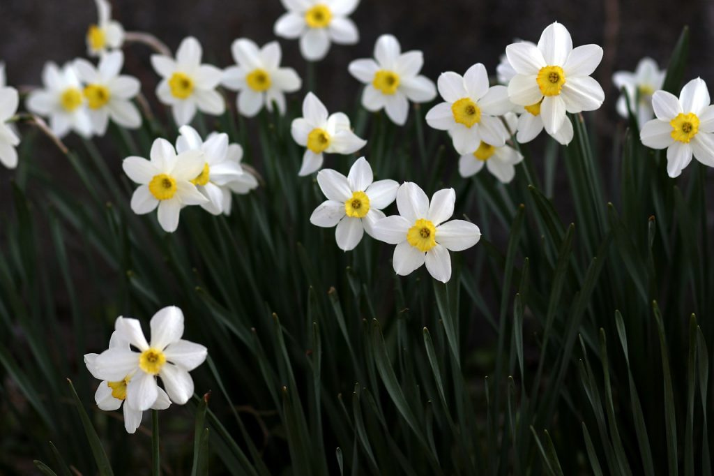 White daffodils in a field