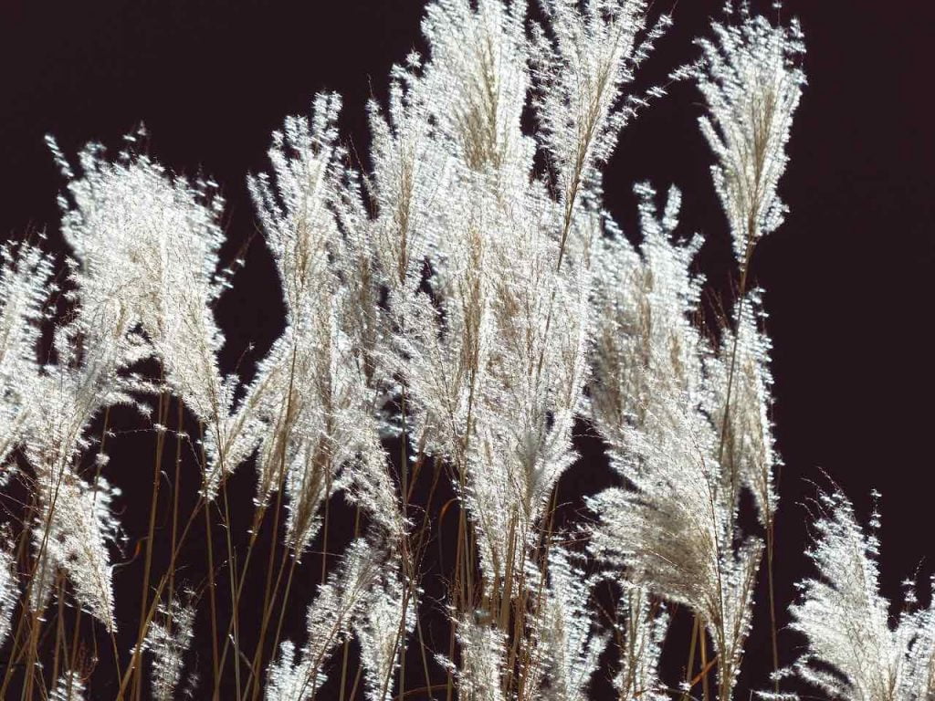 Miscanthus plooms