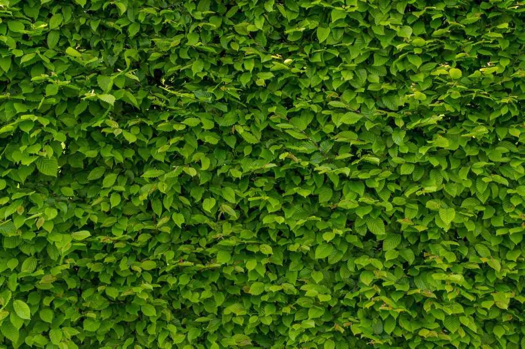 A green lush hedge