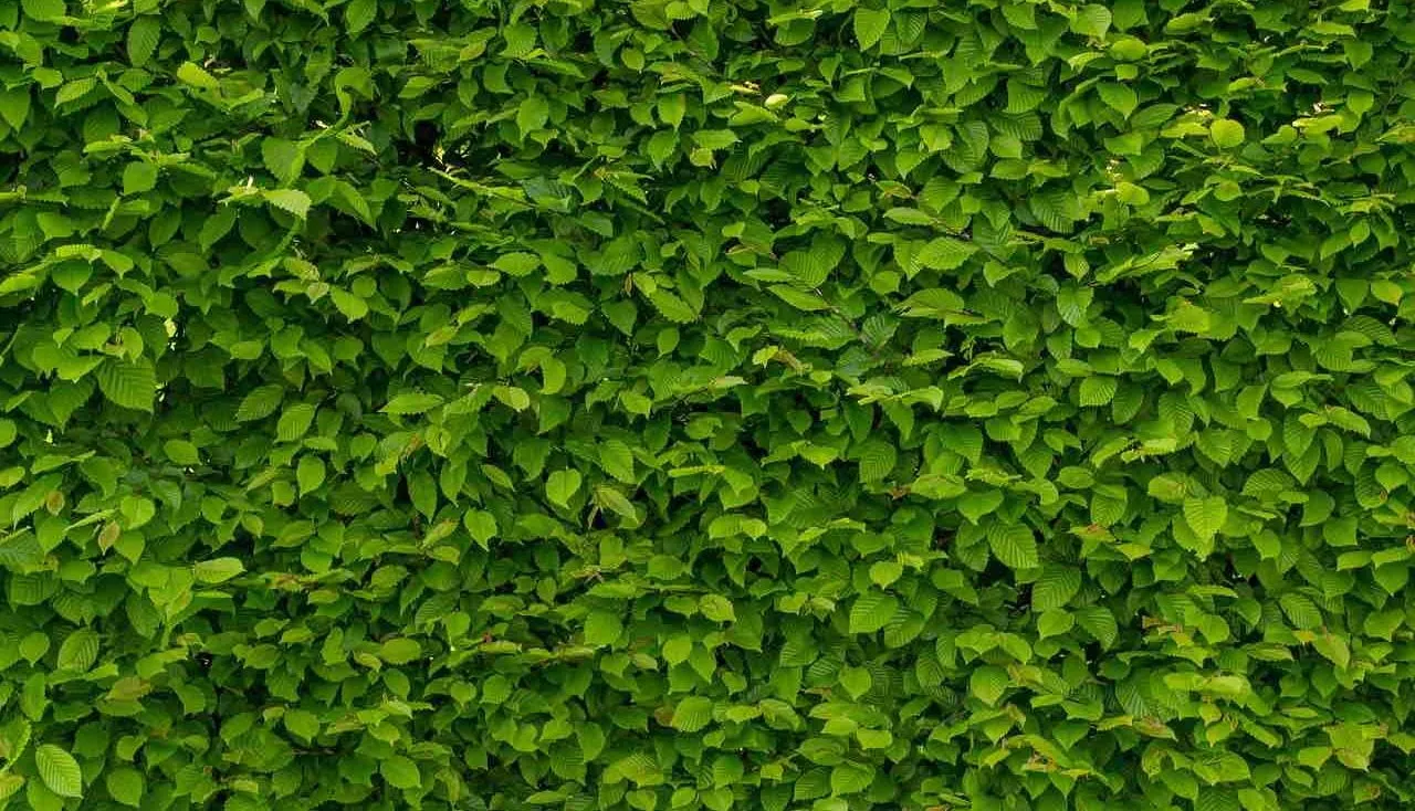 A green lush hedge