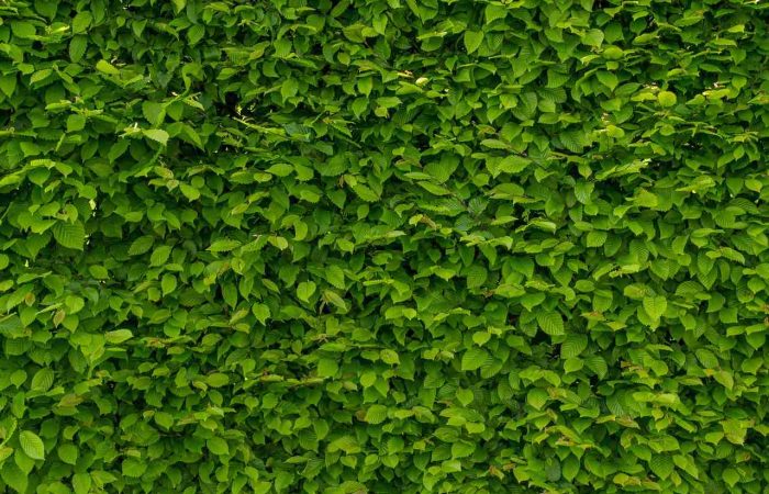 A green lush hedge