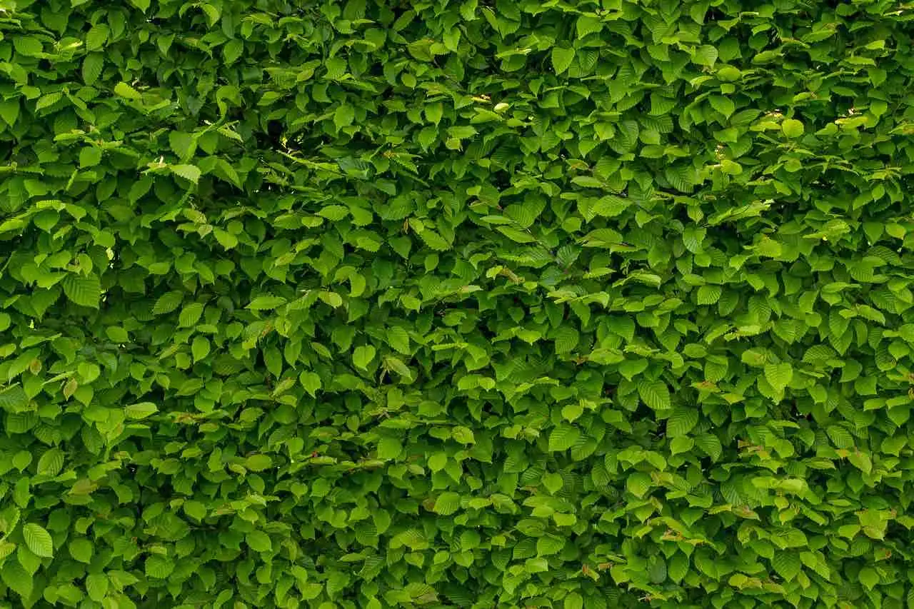 A neatly clipped formal beech hedge