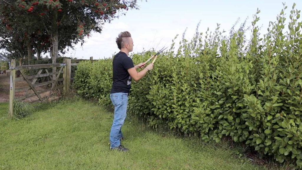 Cutting evergreen hedges