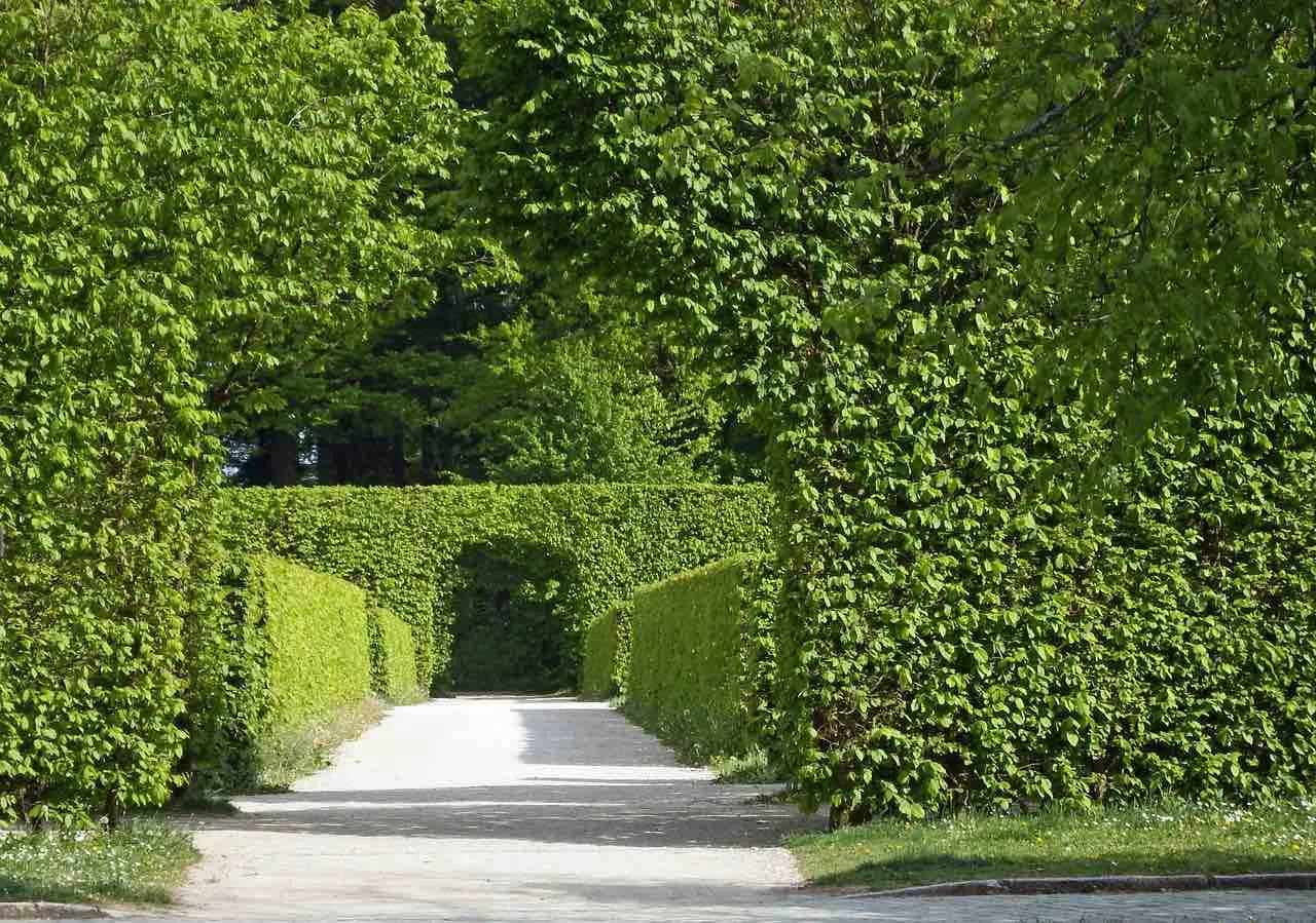 A formal hedge archway and walkway in a garden showing how clipped hedging creates framing and a sense of arrival