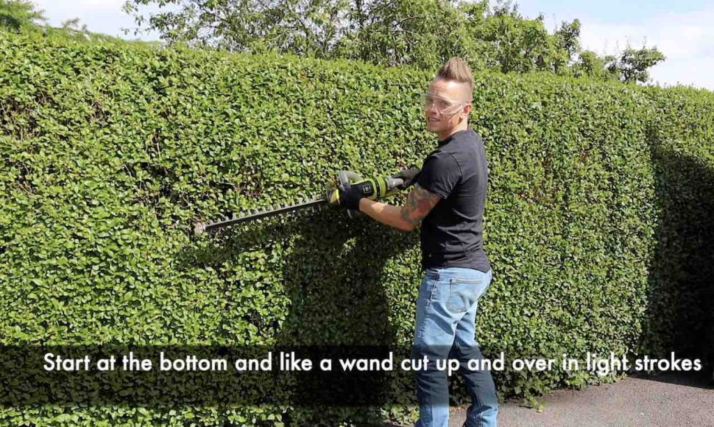 Garden Ninja showing how to trim a hedge