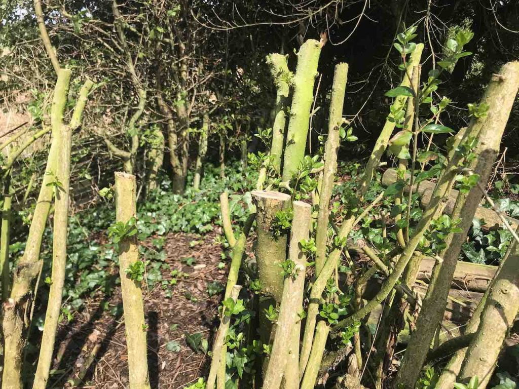 A garden hedge being renovated by Garden Ninja