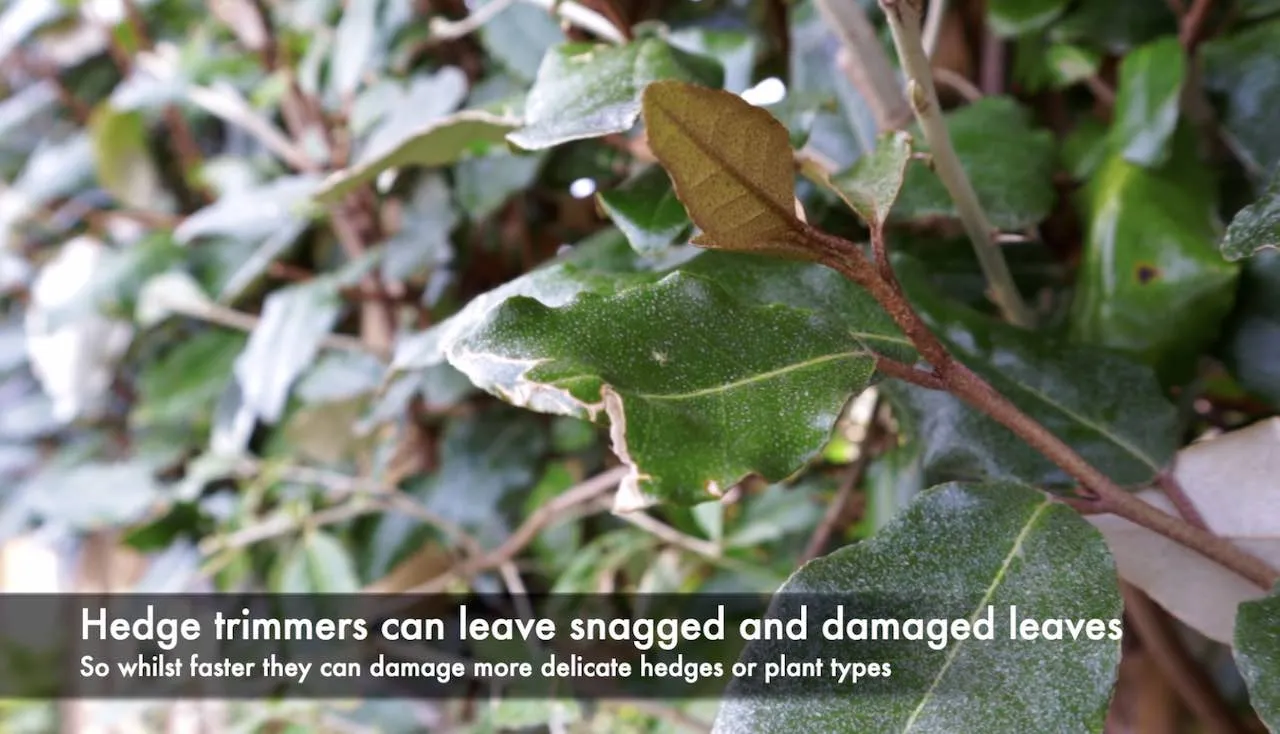 Ripped and damaged hedge leaves from rough pruning