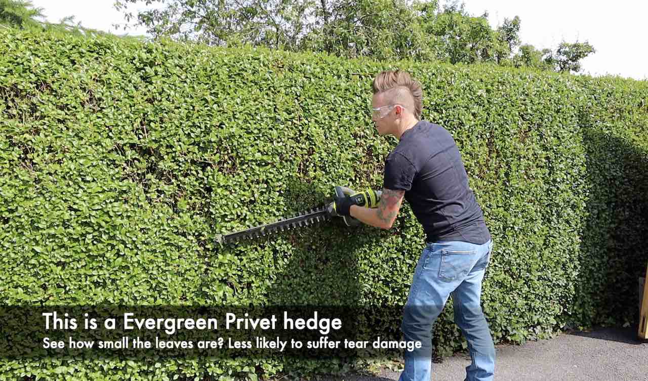 Lee Burkhill trimming a privet hedge with Ryobi trimmers