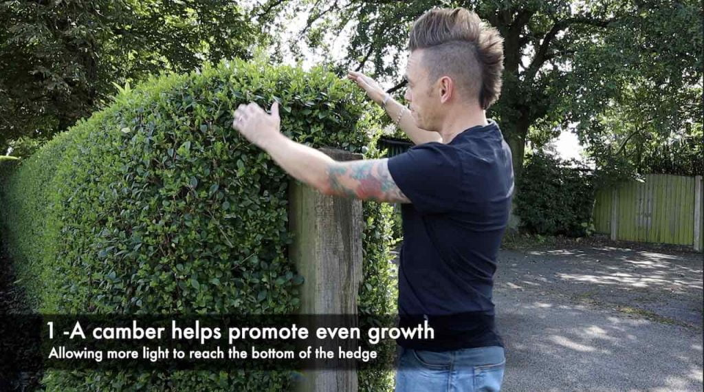 How to trim a hedge batter