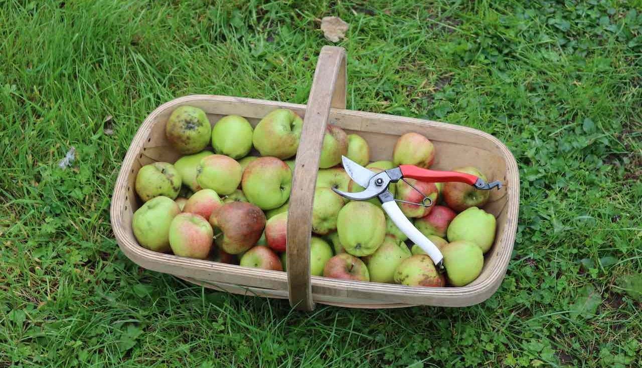 A trug of fresh apples