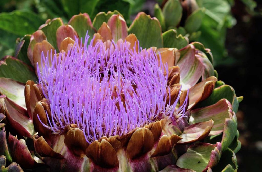 A purple cardoon flower in Lee Burkhills garden