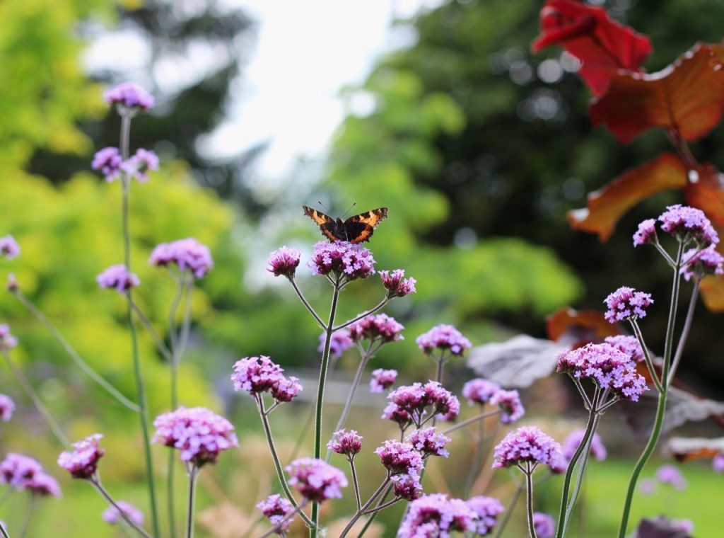 A butterfly on garden ninjas verbena in his garden