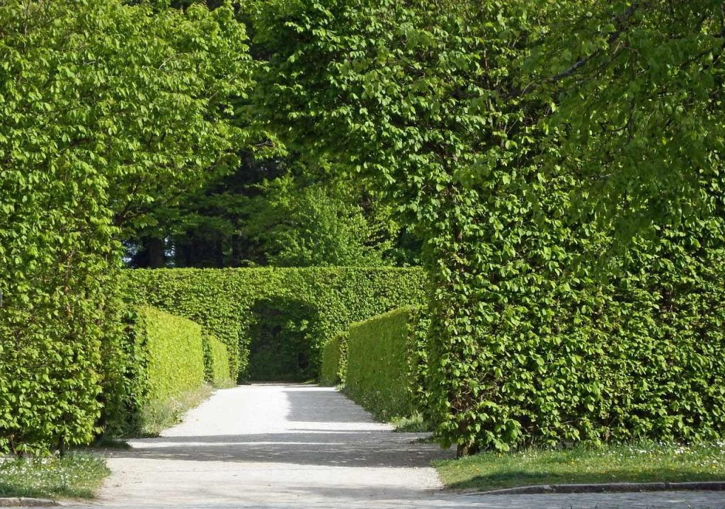 A borrowed view through some beech hedges