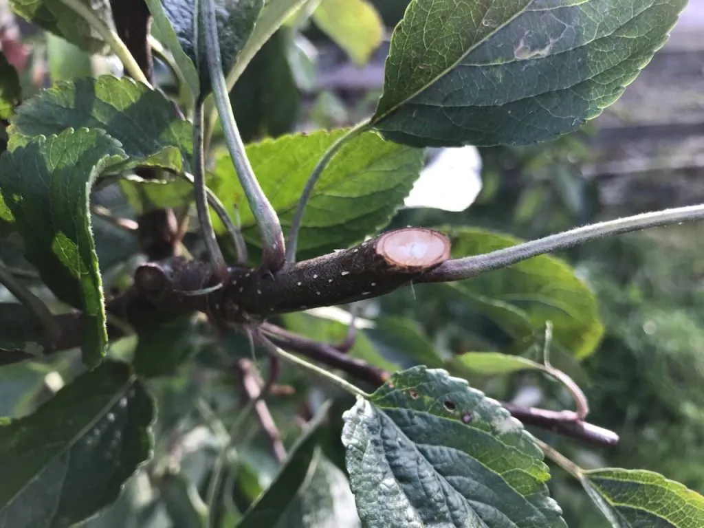 Sharp pruning cut